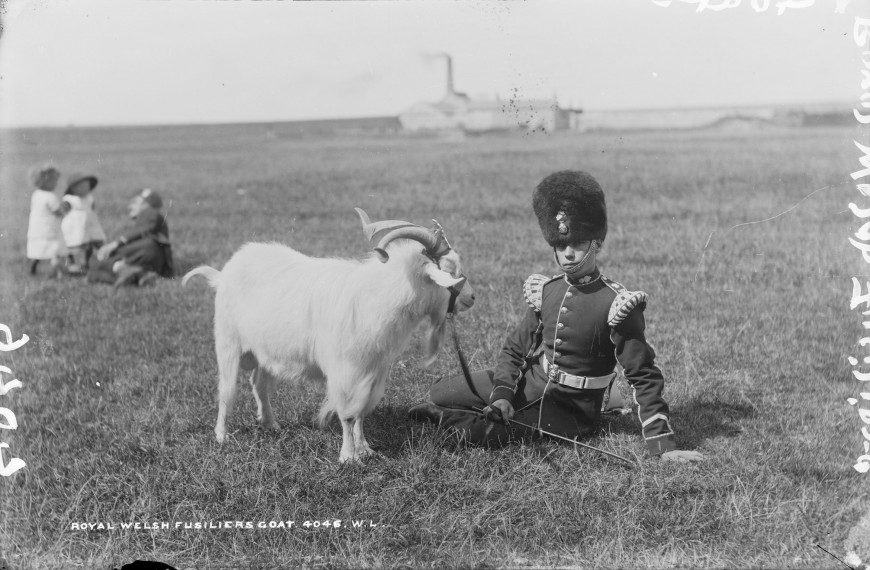 irlande-Royal Welsh Fusilier with the Regimental Goat 1887