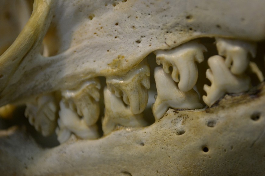 Les dents du phoque crabier