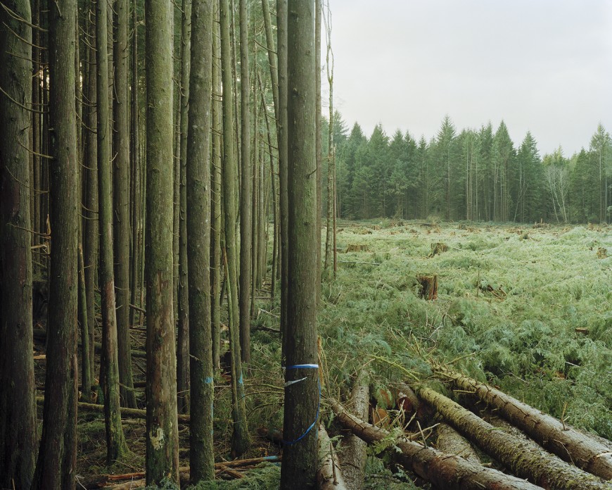 sawdust-01