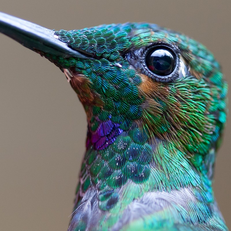 colibri-macro