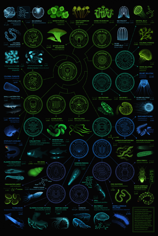 Liste graphique des organismes bio-luminescents