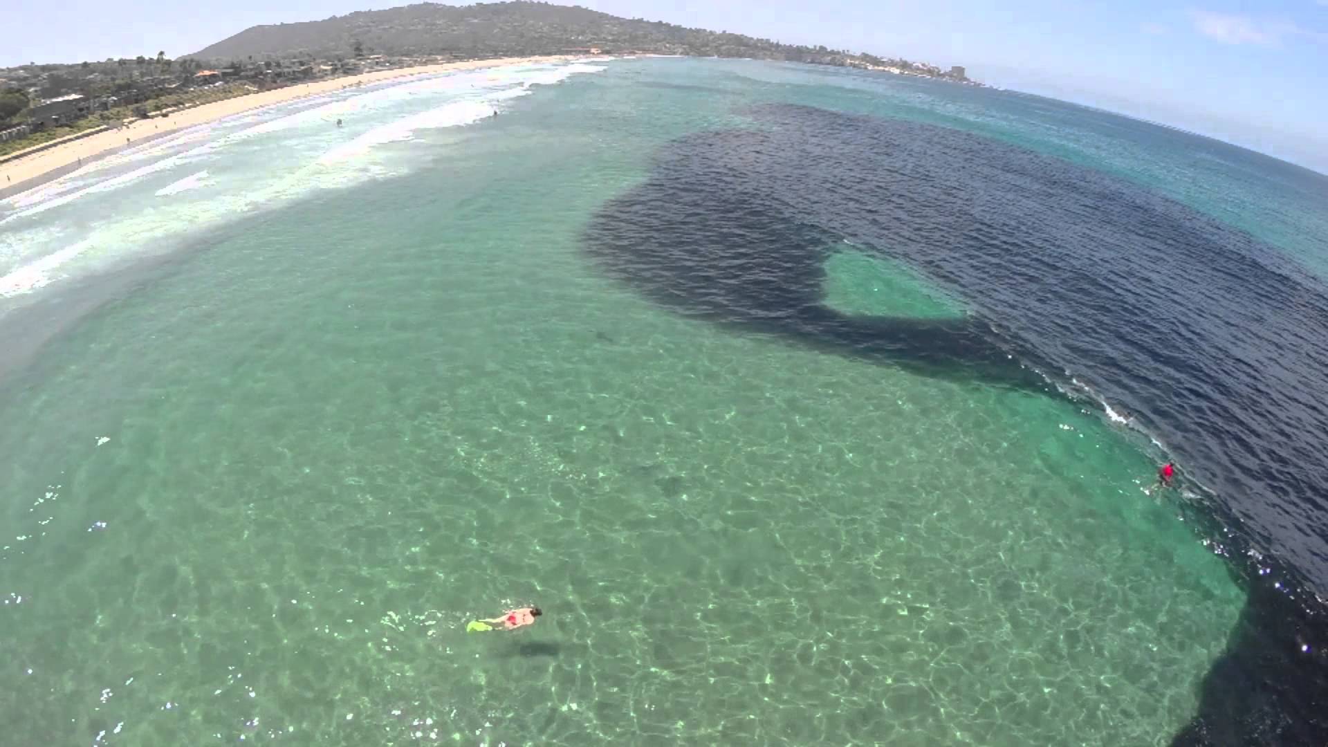 Le blob noir c&rsquo;est des bébés anchois