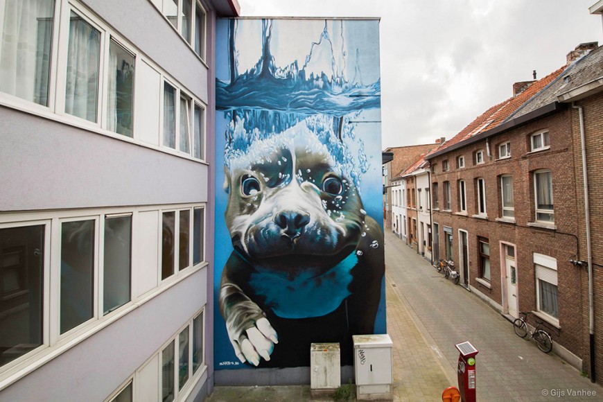 Un chien plongeant sur un mur belge