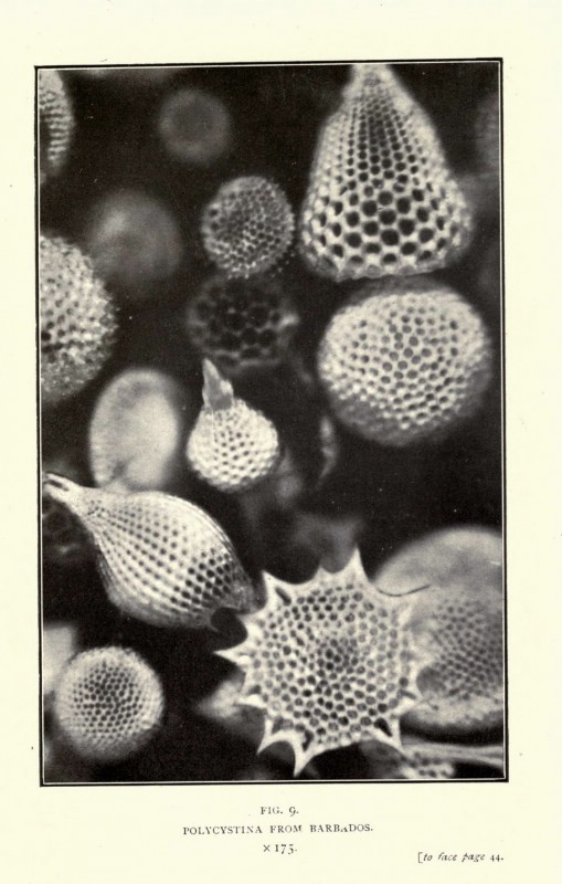 nature-photo-microscope-macro-vintage-ancien-07