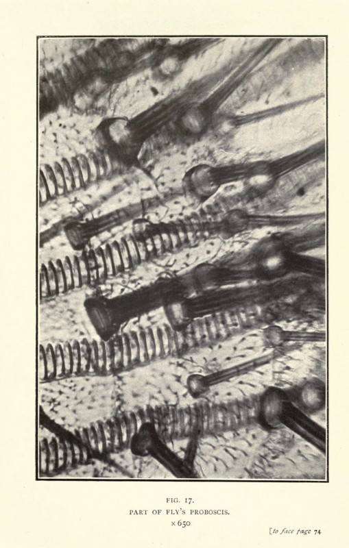 nature-photo-microscope-macro-vintage-ancien-11