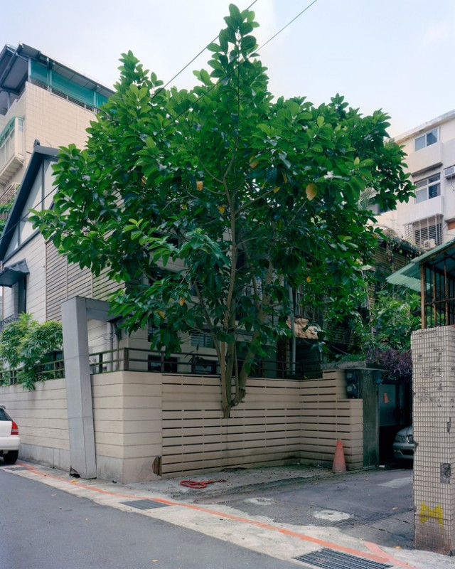 arbre-mur-taiwan-04