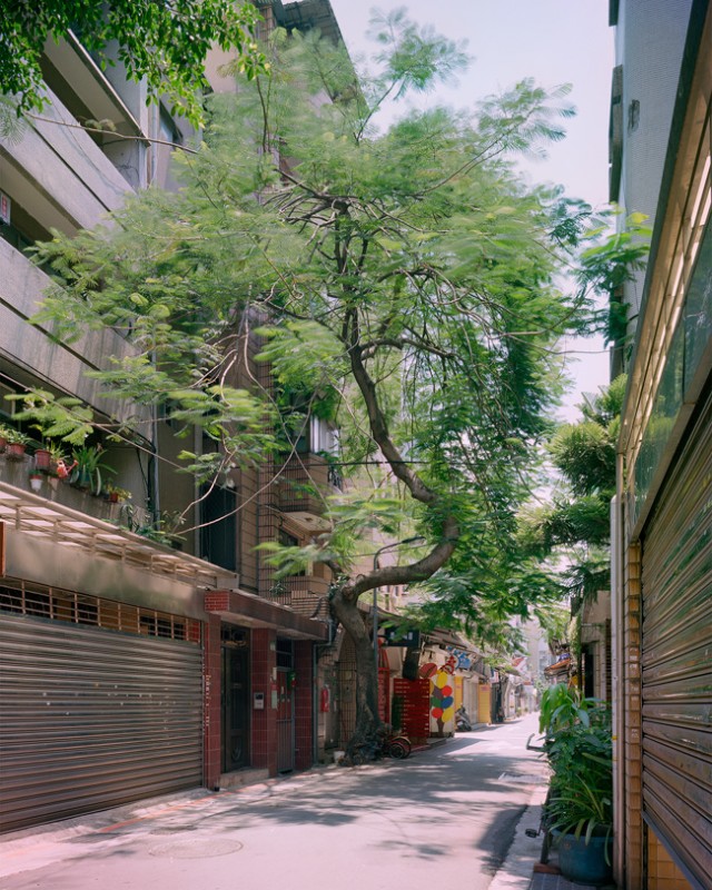 arbre-mur-taiwan-06