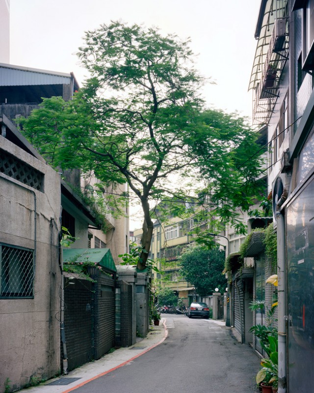 arbre-mur-taiwan-07