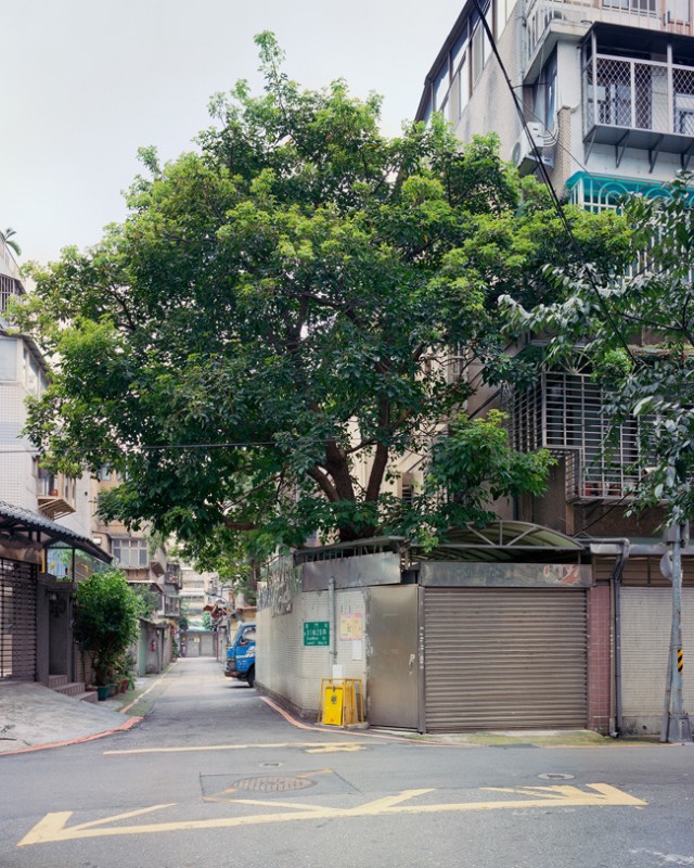 arbre-mur-taiwan-08