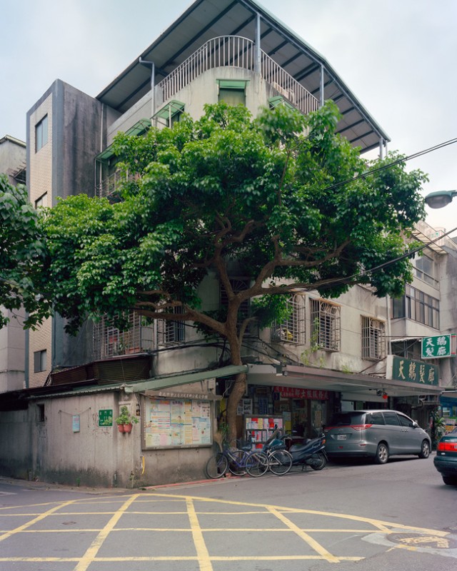 arbre-mur-taiwan-09