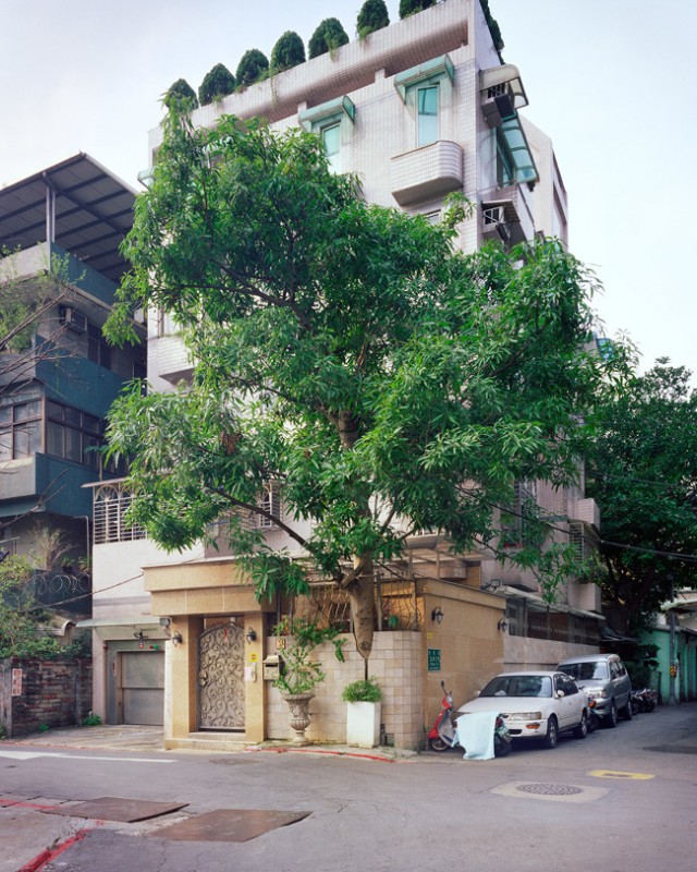 arbre-mur-taiwan-10