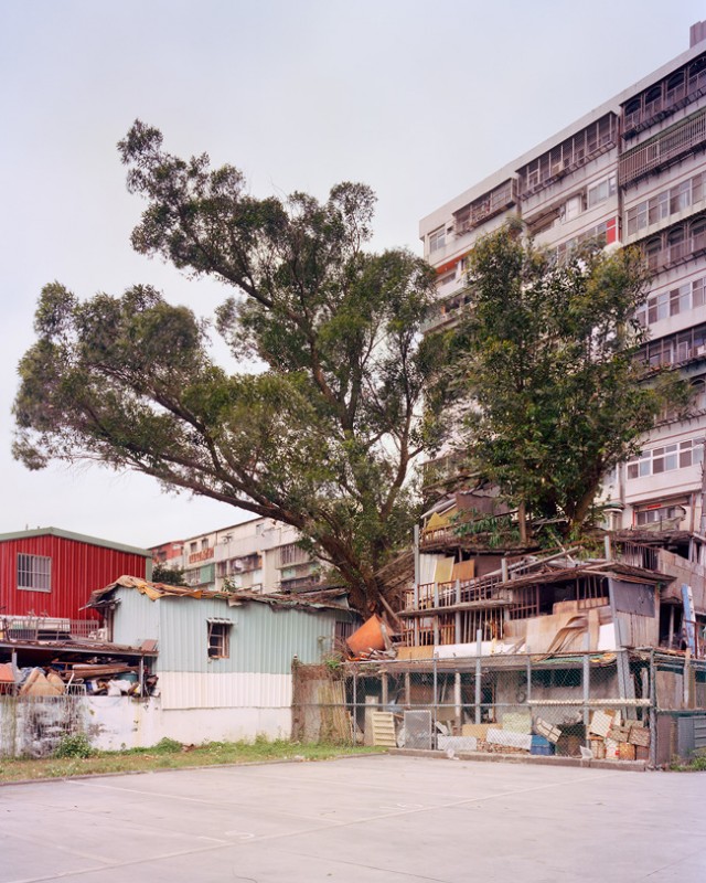 arbre-mur-taiwan-11