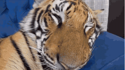 best-of-gif6-animation-14