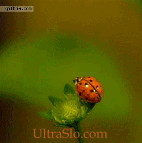 best-of-gif6-animation-23