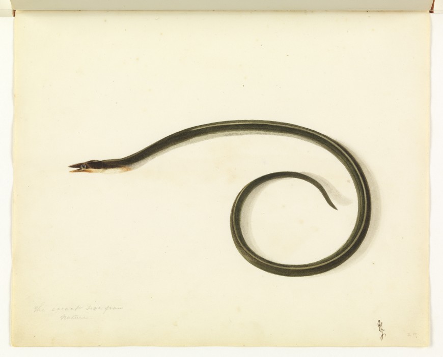 Ophichthidae