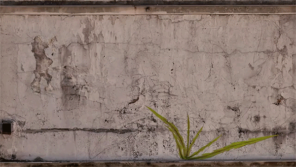 fleur-street-art-02