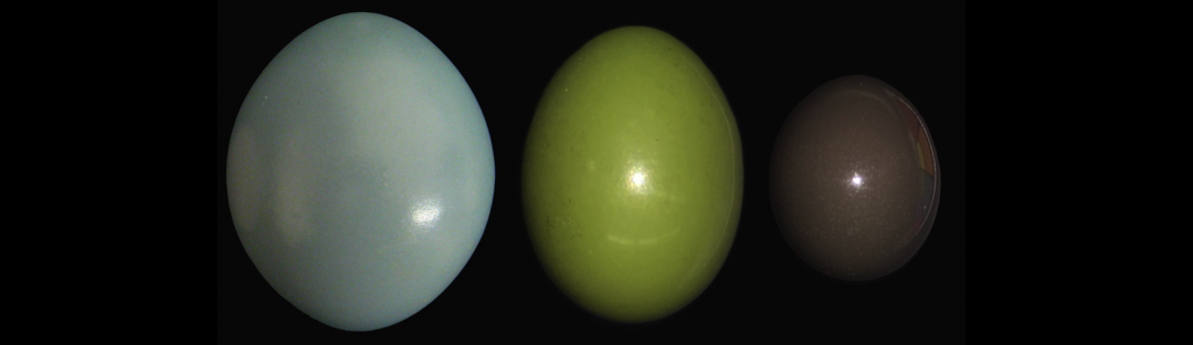 oeuf-tinamus-01