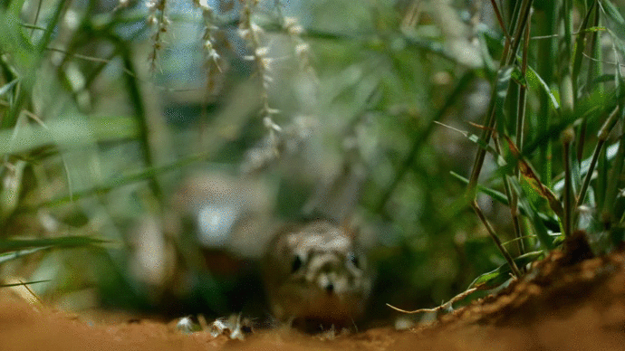 petit-gif-lbv-11