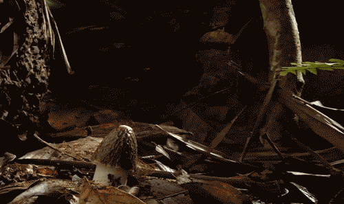petit-gif-lbv-29