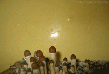 petit-gif-lbv-30