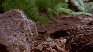 petit-gif-lbv-31