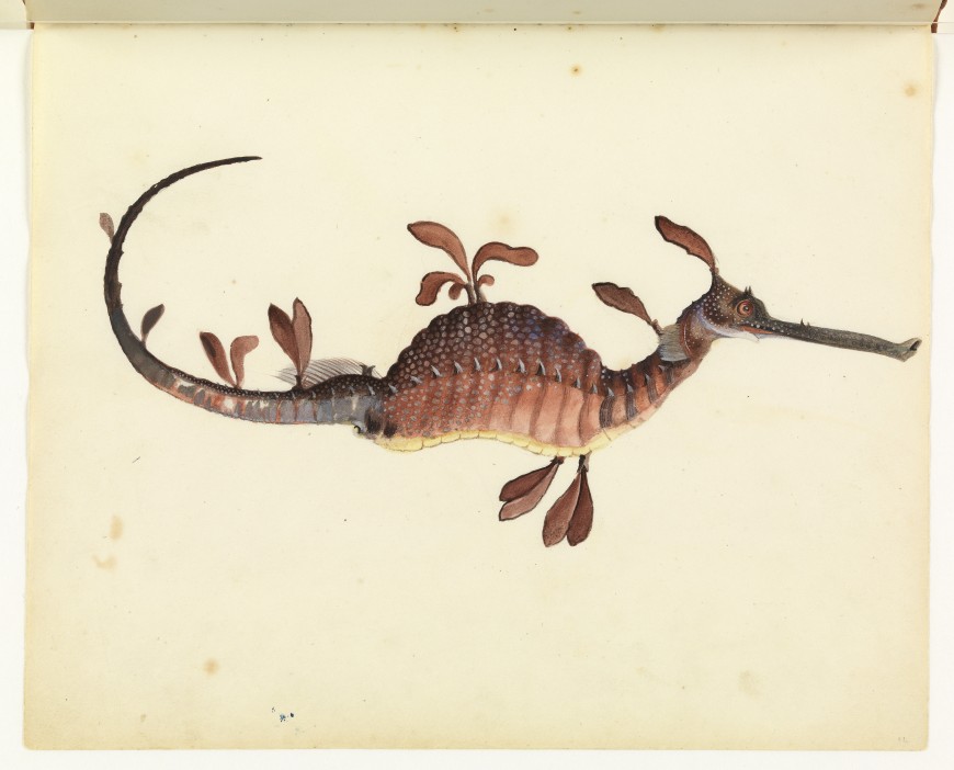 Les illustrations naturalistes d’un prisonnier en Australie en 1832