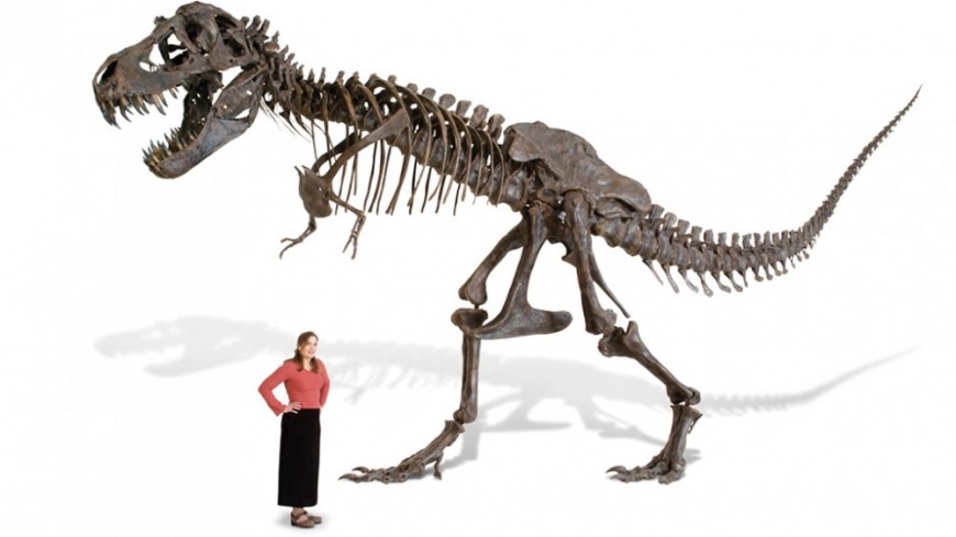 Achetez un squelette de T-Rex en taille réelle