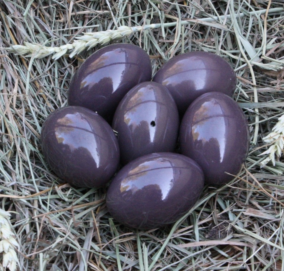 tinamou-oeuf-couleur-02