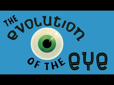 Comment nos yeux ont évolués