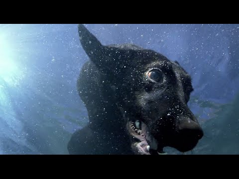 Des chiens qui nagent au ralenti