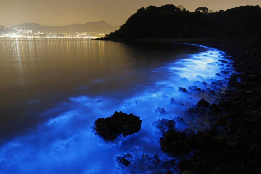 Une bioluminescence bleue à Hong Kong