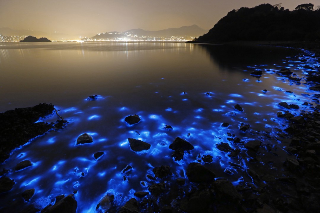 algues-fuorescentes-hong-kong-ocean-02