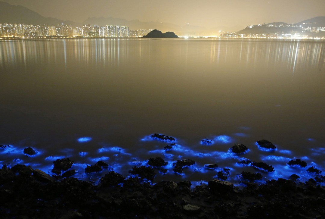 algues-fuorescentes-hong-kong-ocean-03