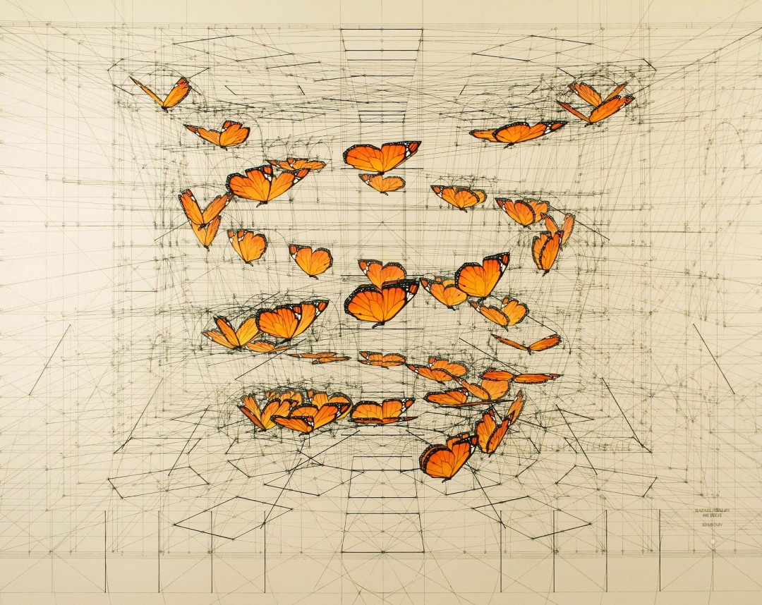 Des dessins techniques de papillons et coquillages