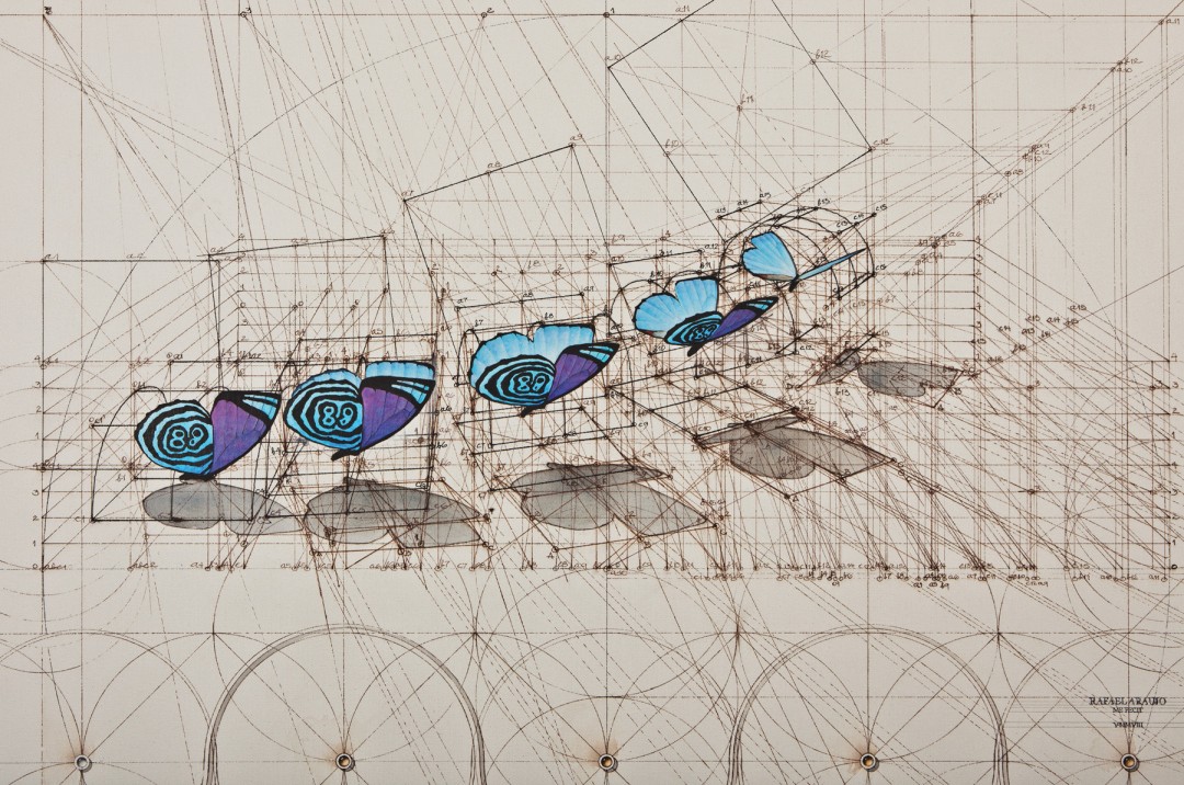 dessin-papillon-coquillage-06