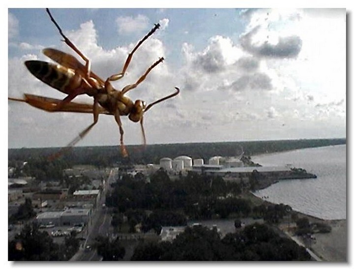 L&rsquo;invasion des insectes géants