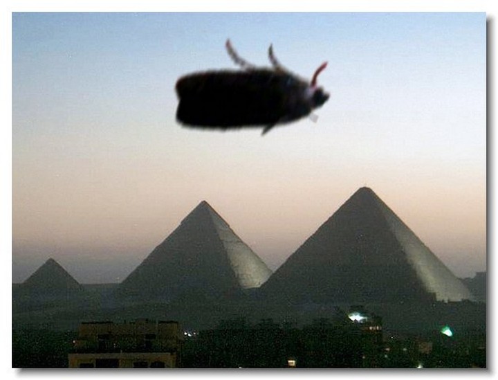 insecte-webcam-04