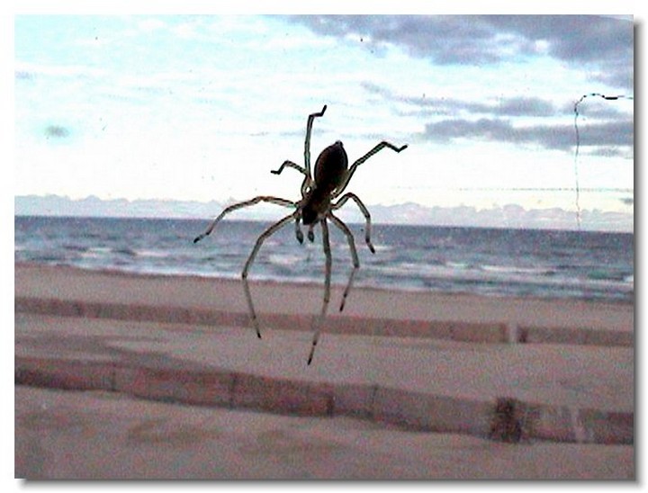insecte-webcam-05