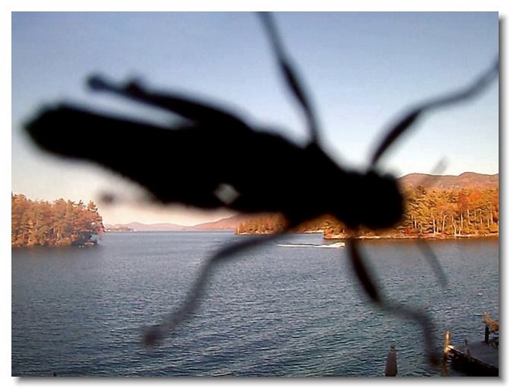 insecte-webcam-10