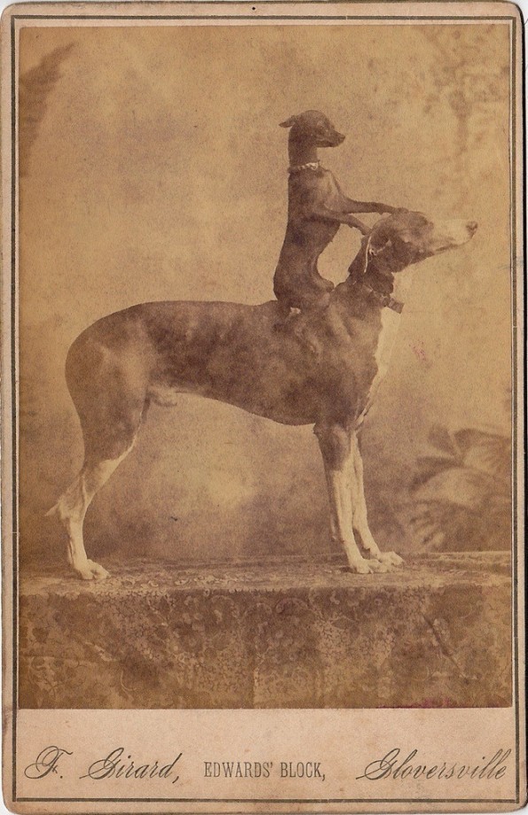 photo-chien-ancienne-01