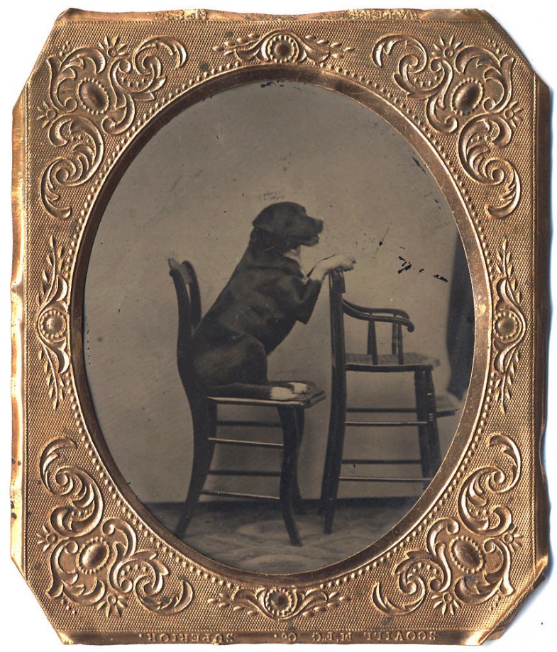 photo-chien-ancienne-02