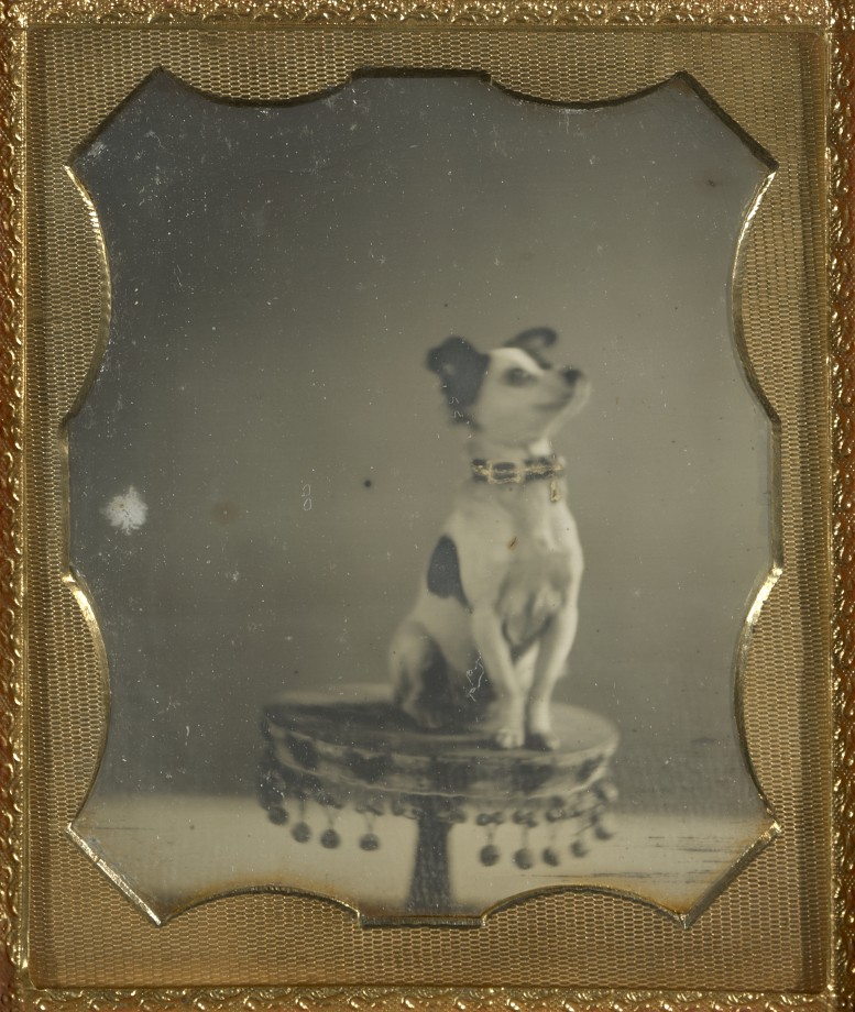 photo-chien-ancienne-03