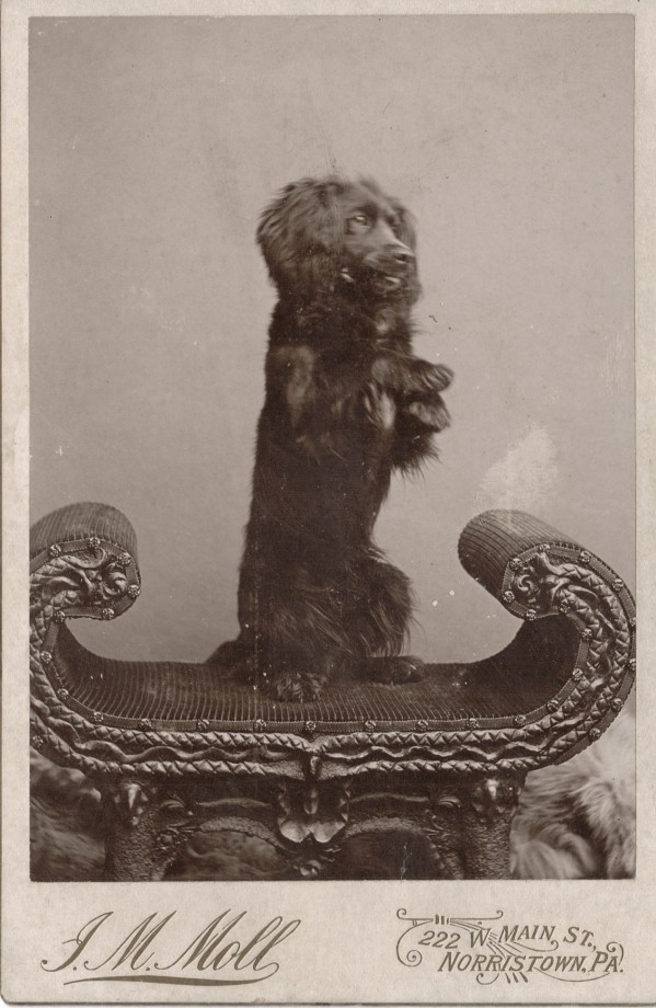 photo-chien-ancienne-09