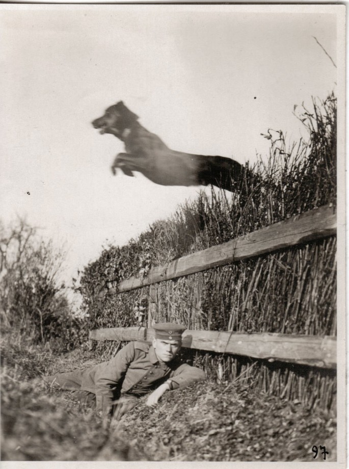 photo-chien-ancienne-15