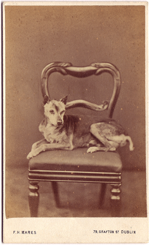 photo-chien-ancienne-17