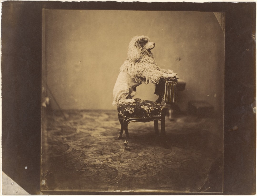 photo-chien-ancienne-18