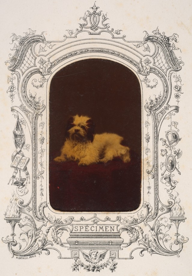 photo-chien-ancienne-19