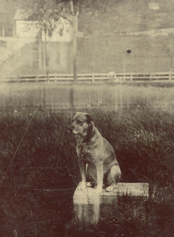 photo-chien-ancienne-21