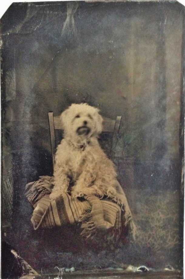 photo-chien-ancienne-22