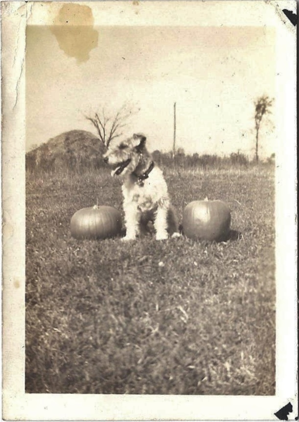photo-chien-ancienne-24